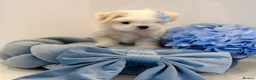 Maltese dogs for sale: 🎀 Last Tiny Korean Maltese Girl Available 🎀 - Advert 19