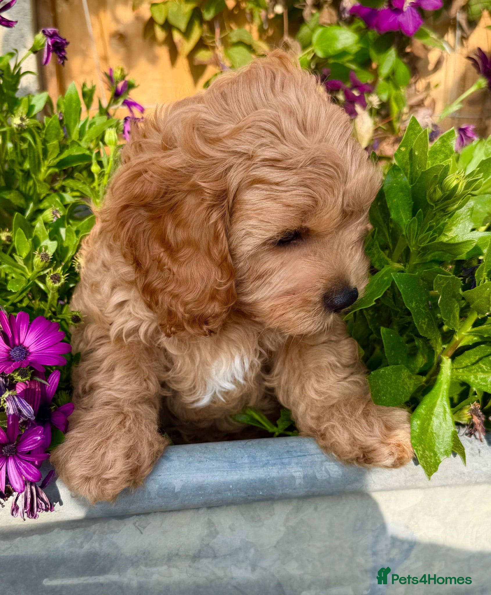 Cavapoo dogs READY NOW 2 Stunning Cavapoos puppies  - Advert 2