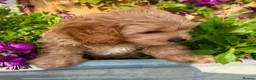 Cavapoo dogs for sale: READY NOW 2 Stunning Cavapoos puppies  - Advert 8