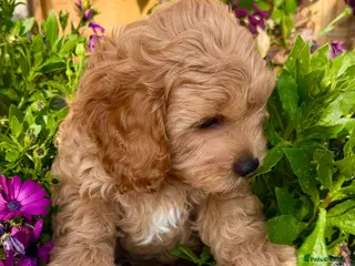 Cavapoo dogs READY NOW 2 Stunning Cavapoos puppies - Advert 2