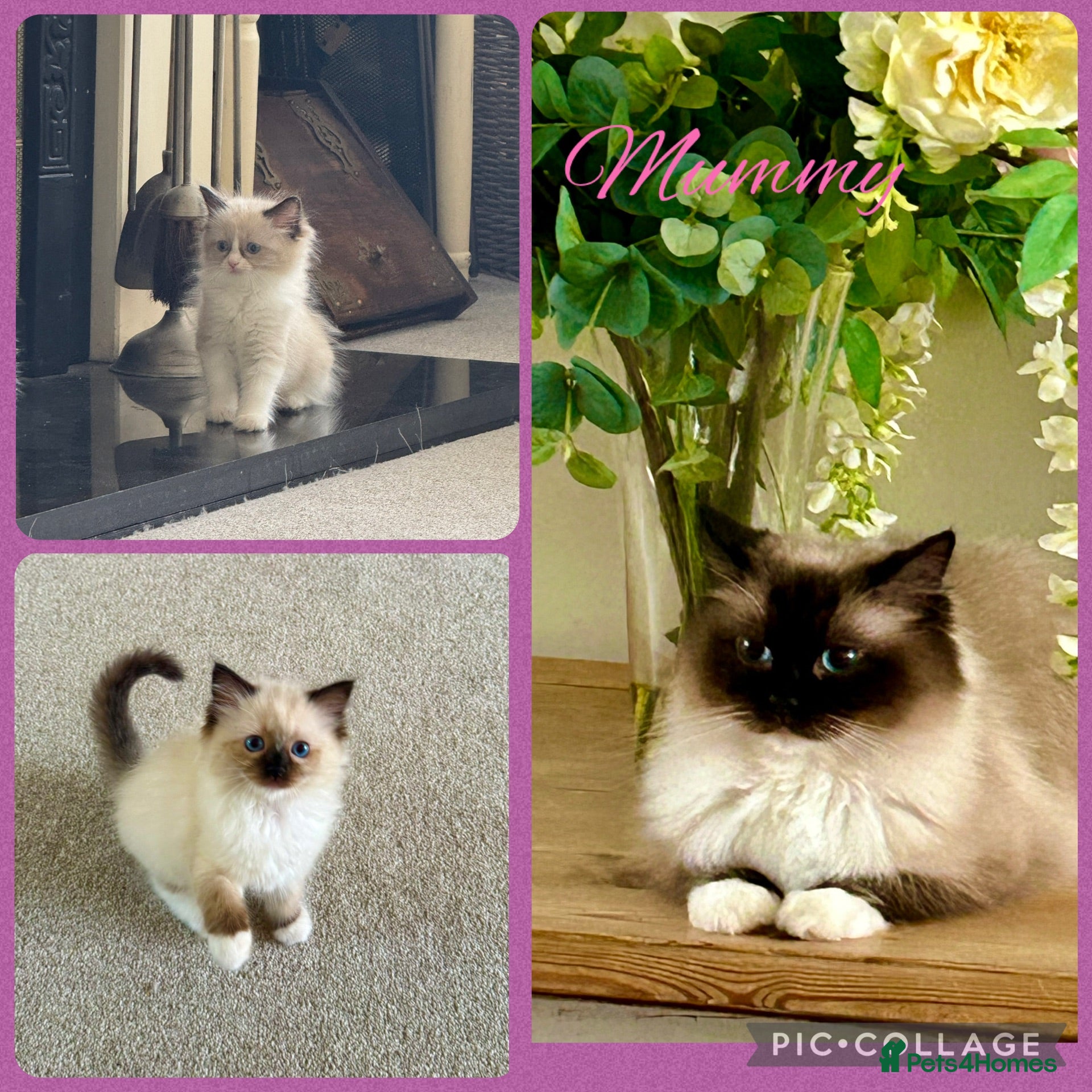 Ragdoll cats Stunning  ragdoll kittens - Advert 17