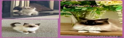 Ragdoll cats for sale: Stunning  ragdoll kittens boy available  - Advert 11