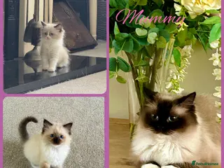 Ragdoll cats Stunning ragdoll kittens - Advert 17