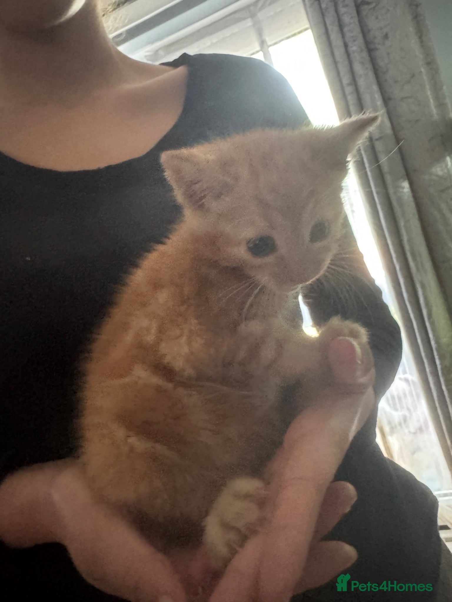 Domestic Shorthair cats for sale: Beautiful kittens - Advert 10