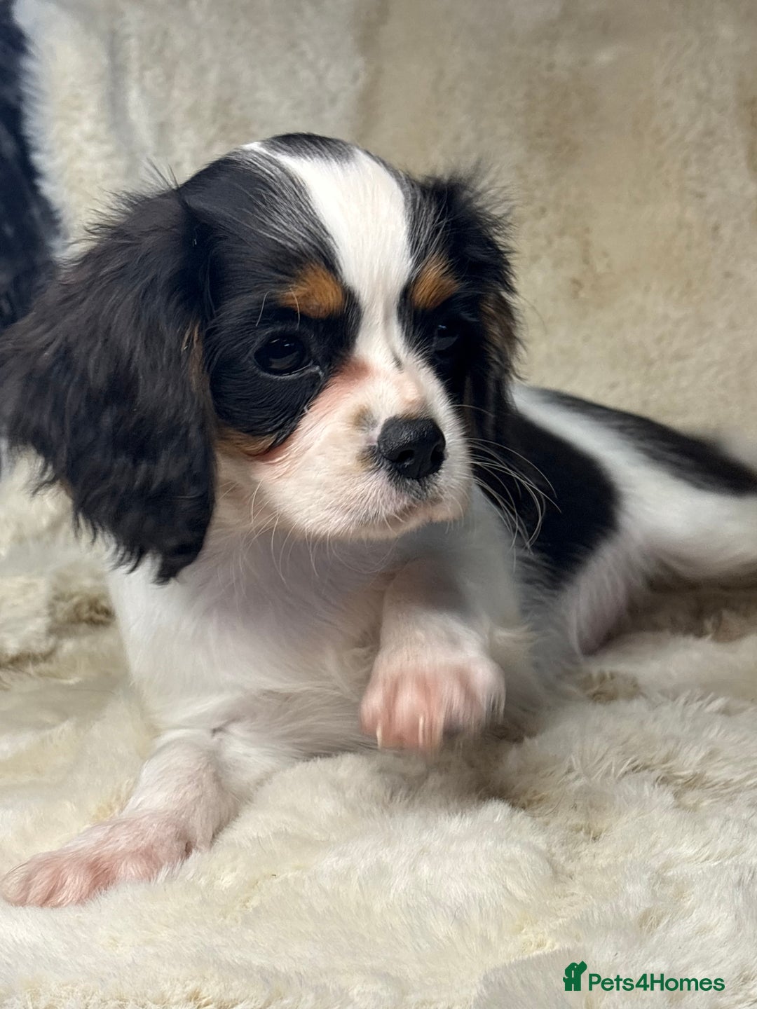 Cavalier King Charles Spaniel dogs for sale: Health tested cavalier puppies  - Advert 13