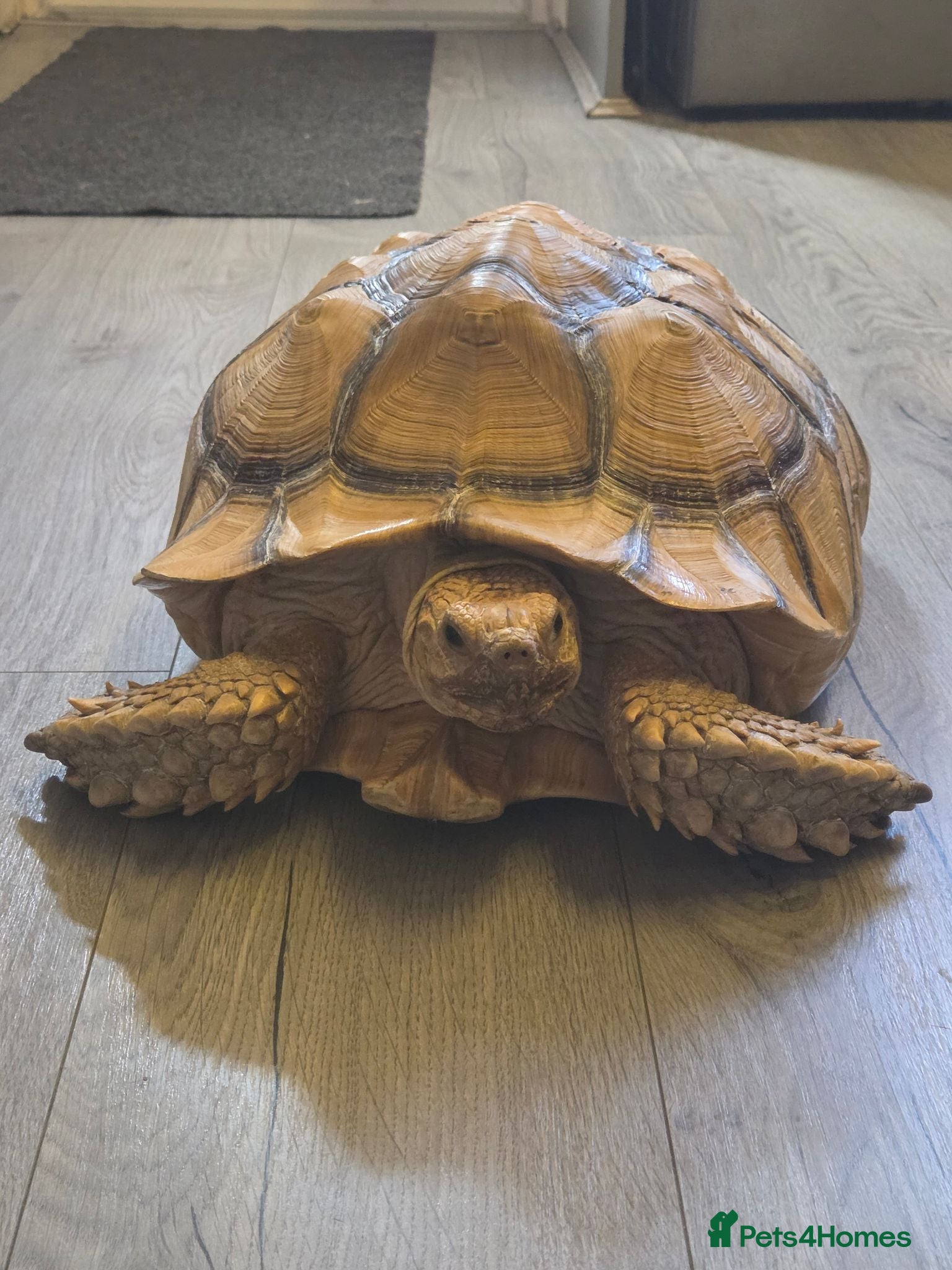 Turtle reptiles Huge tortoise for sale - Advert 1