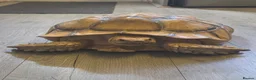 Turtle reptiles for sale: Huge tortoise for sale - Advert 1