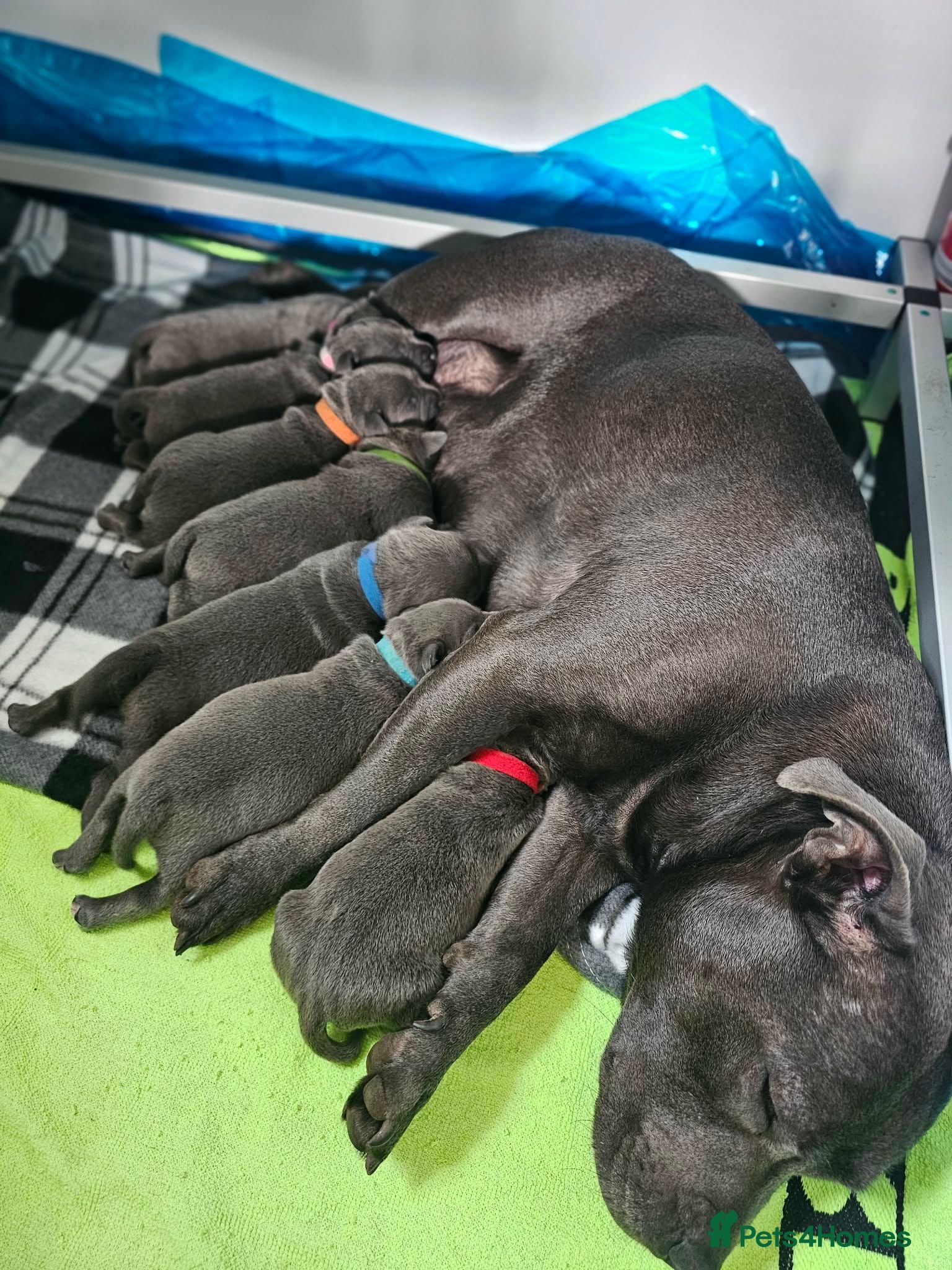 Staffordshire Bull Terrier dogs Beautiful KC Blue Staffordshire Bull Terrier Pups - Advert 2