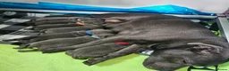 Staffordshire Bull Terrier dogs for sale: Beautiful KC Blue Staffordshire Bull Terrier Pups - Advert 14