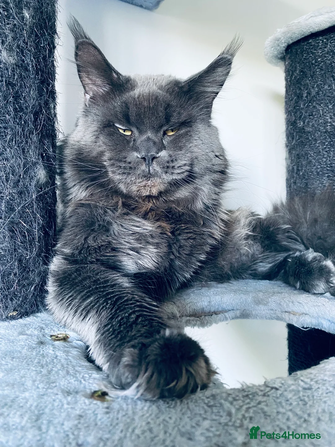 Maine Coon cats for stud: SOLID*BLUE*MAINE*COON*Russian*🇷🇺*Line*for STUD. in London - Advert 11