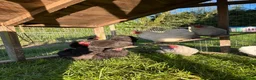 Hens poultry for sale: Pekin chickens  - Advert 4