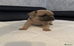French Bulldog dogs for sale: French bulldog  - Image 13