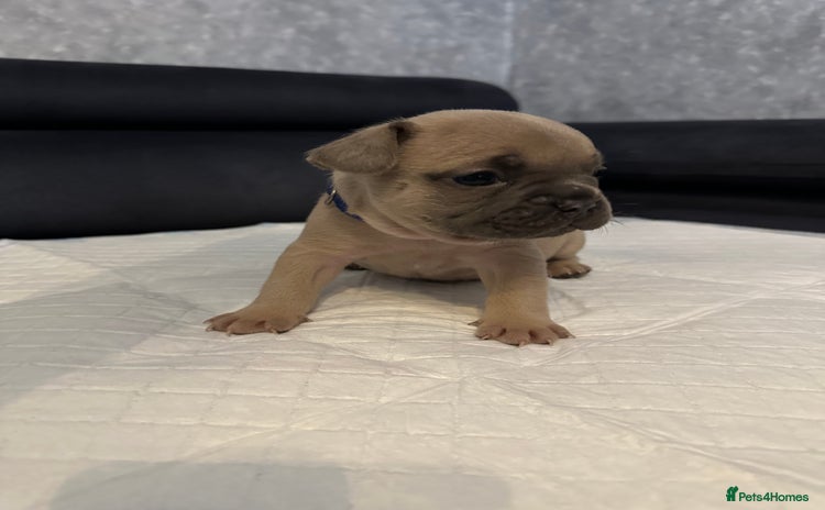 French Bulldog dogs French bulldog  - Advert 14