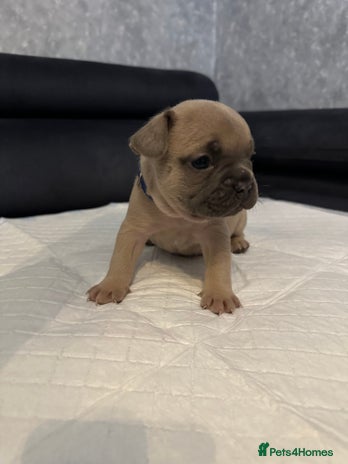 French Bulldog dogs French bulldog - Advert 14