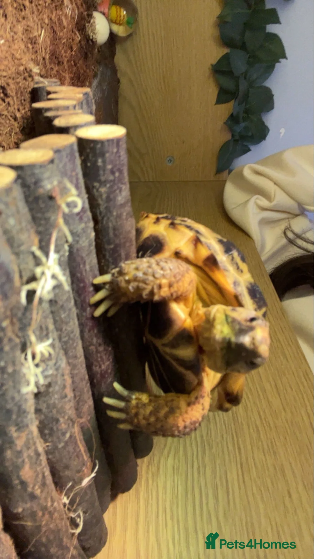 Tortoise reptiles for sale: 2 Russian tortoises Shelly + Sheldon  in Liverpool - Advert 11