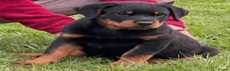 Rottweiler dogs for sale: ADRK German bloodline Rottweiler puppies     - Advert 5