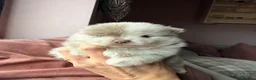 Pomeranian dogs for sale: Lilac Merle Babies - Petite, Quality, Teddy Pups - Advert 20