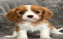 Cavalier King Charles Spaniel dogs for sale: Health Tested cavalier puppies  - Image 16