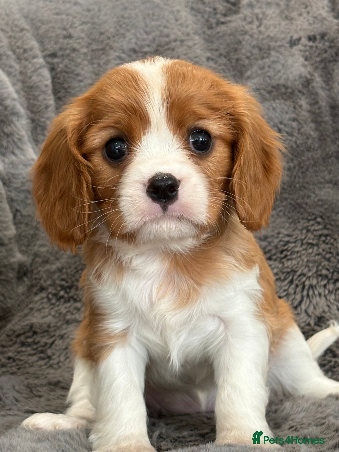 Cavalier King Charles Spaniel dogs for sale: Health Tested cavalier puppies  - Image 16