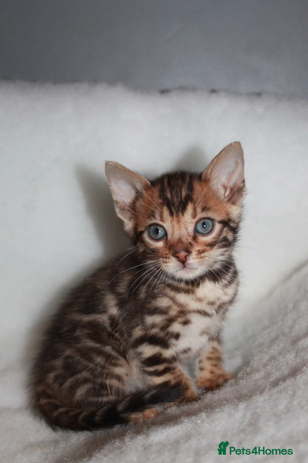 Bengal cats for sale: BEAUTIFUL BENGAL KITTENS FOR SALE- READY 03/04/26 - Advert 6