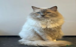 Ragdoll cats for sale: Ragdoll-lovely kittens - Image 17