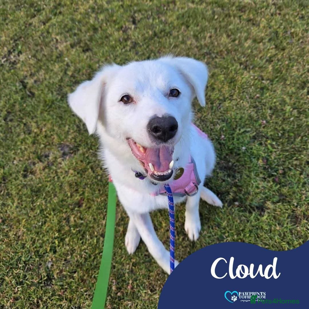 Mixed Breed dogs for adoption: Meet Cloud, currently residing in Cheshire  - Image 1