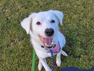 Mixed Breed dogs - Advert 24