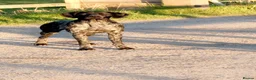 German Shorthaired Pointer dogs for sale: Fantastic KC registered Solid working GSP's. - Advert 12