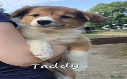 Border Collie dogs for sale:   Welsh Collie boy ready NOW - Image 7