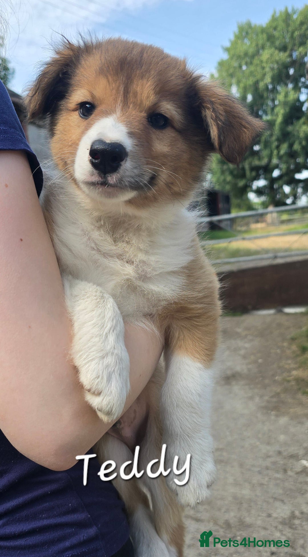 Border Collie dogs for sale:   Welsh Collie boy ready NOW - Image 7