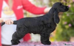 Cocker Spaniel dogs for sale: Stunning Show Type KC Reg Health Tested Boy 🐶 - Advert 1