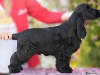 Cocker Spaniel dogs Stunning Show Type KC Reg Health Tested Boy 🐶 - Advert 2