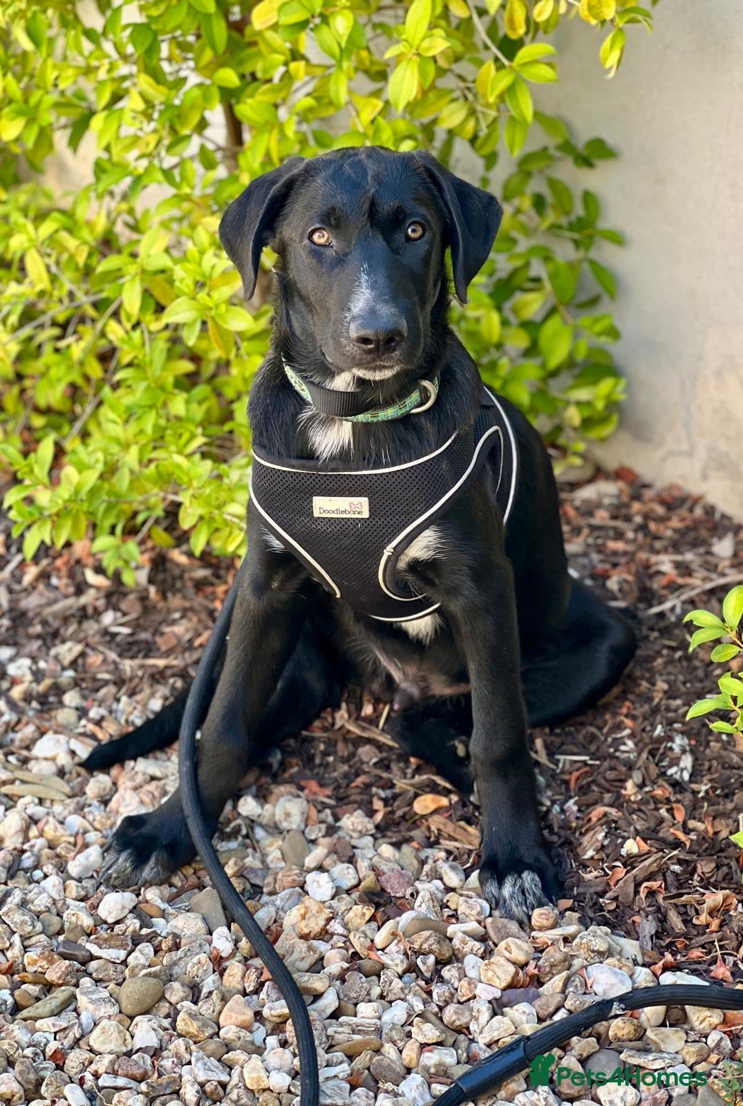 Mixed Breed dogs Calm loving Chandler - Advert 1