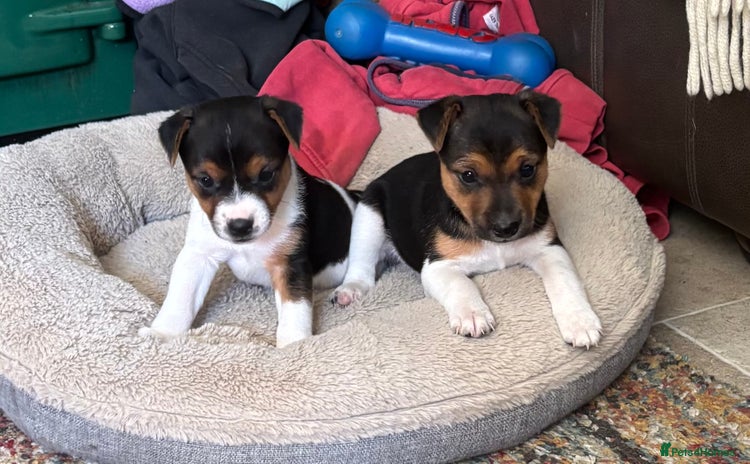 Jack Russell dogs - Advert 13