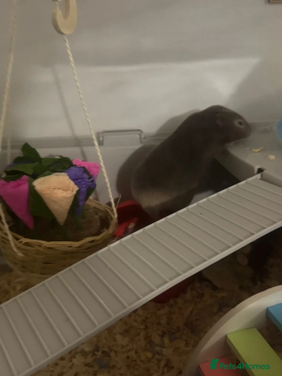 Hamster rodents for sale: Harriett the hamster  - Advert 7
