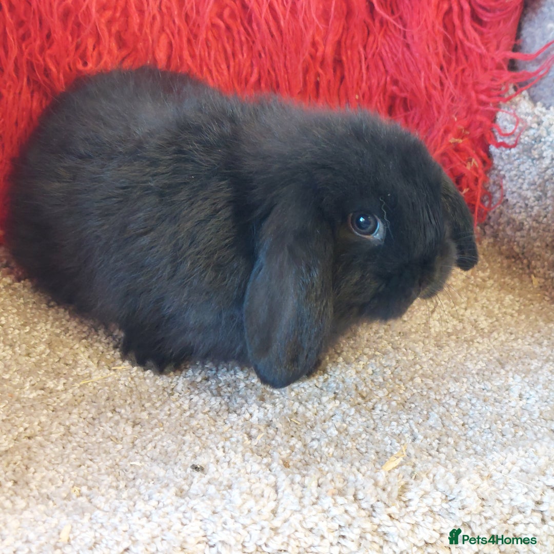 Mini Lop rabbits for sale: minilop  babys ready to reserve  - Advert 7