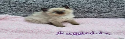 Ragdoll cats for sale: GCCF Registered Ragdoll Kittens  - Advert 6
