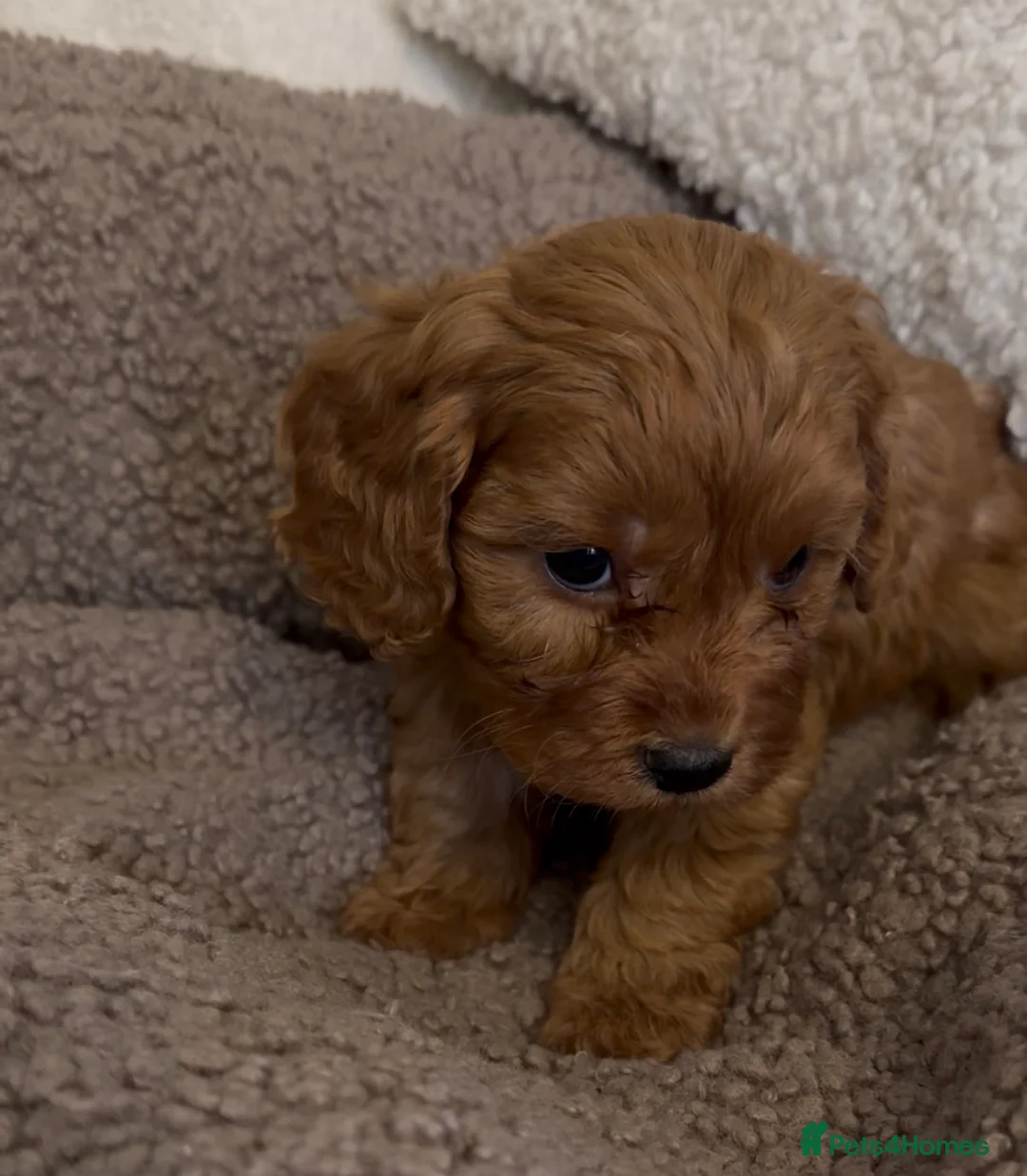 Cavapoo dogs for sale: F1 Cavapoo Puppies 🤎 3 girls, 2 boys 🤎 - Advert 17