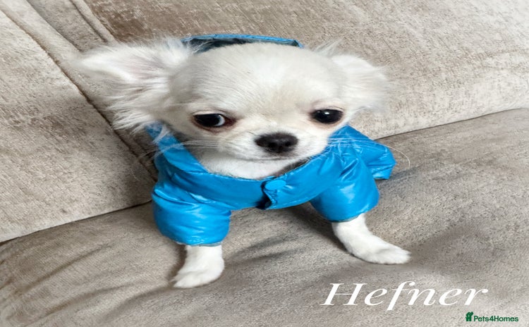 Chihuahua dogs - Advert 1