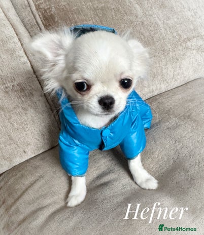 Chihuahua dogs - Advert 1