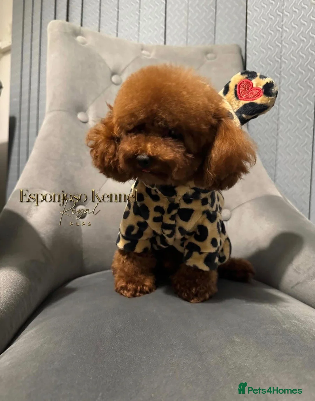Maltipoo dogs for sale: Exceptional F1 Maltipoo puppies - Advert 18
