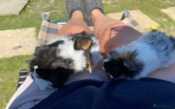 Guinea Pig rodents for sale: Peruvian cross Silkie Longhaired Guineapig Babies - Image 12