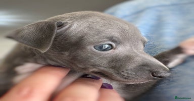 Italian Greyhound dogs - Advert 10