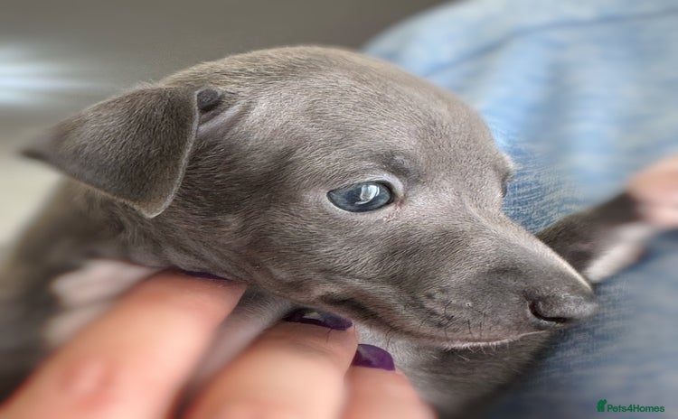 Italian Greyhound dogs - Advert 1