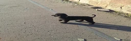 Toy Poodle dogs for sale: Kc registered black toy poodle male 2 years - Advert 2
