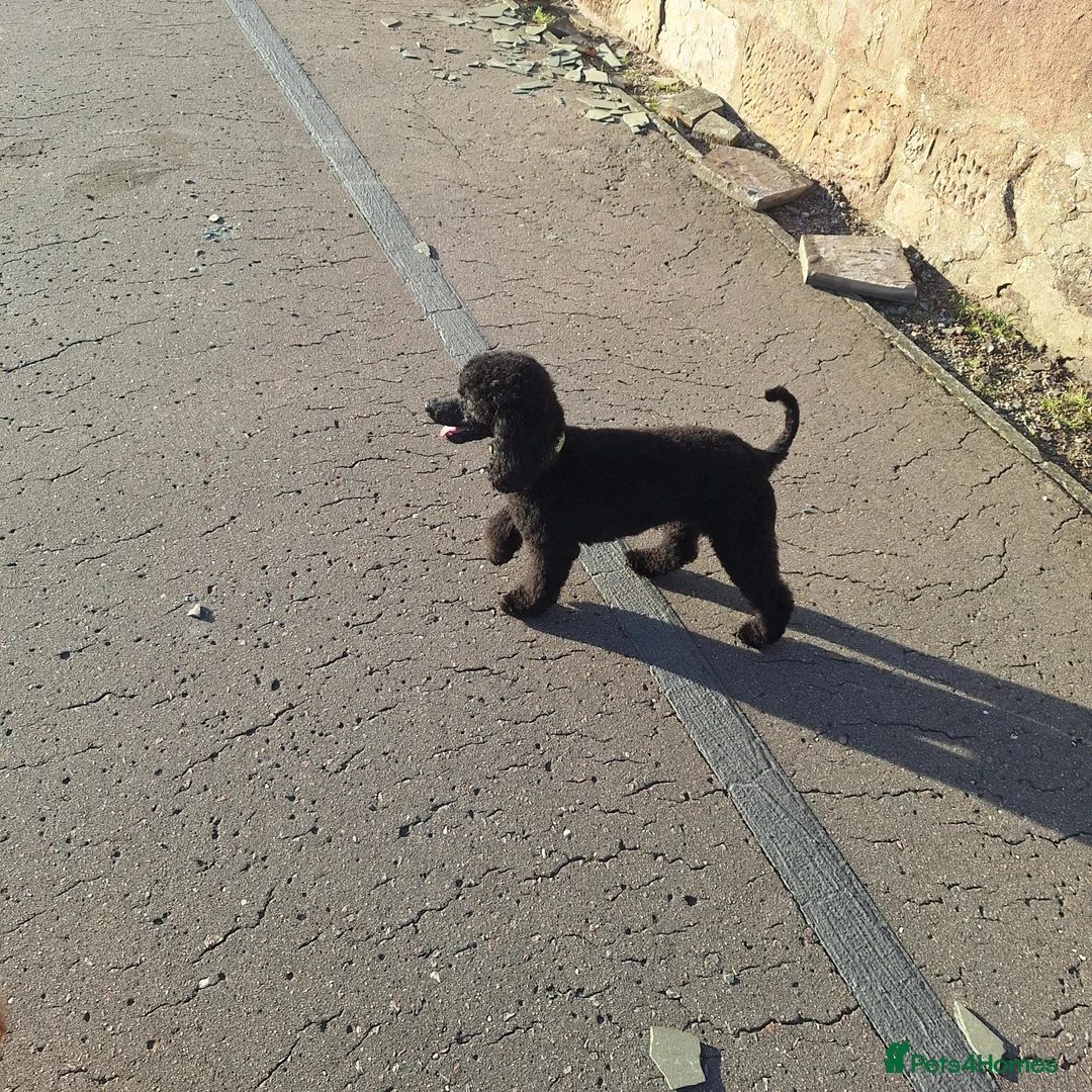 Toy Poodle dogs for sale: Kc registered black toy poodle male 2 years - Advert 2