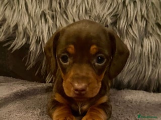 Miniature Dachshund dogs Stunning Miniature Daschund - Advert 17