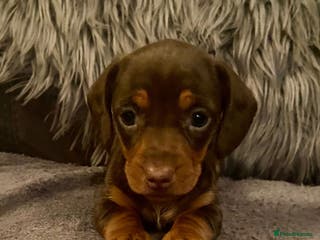 Miniature Dachshund dogs Stunning Miniature Daschund - Advert 8