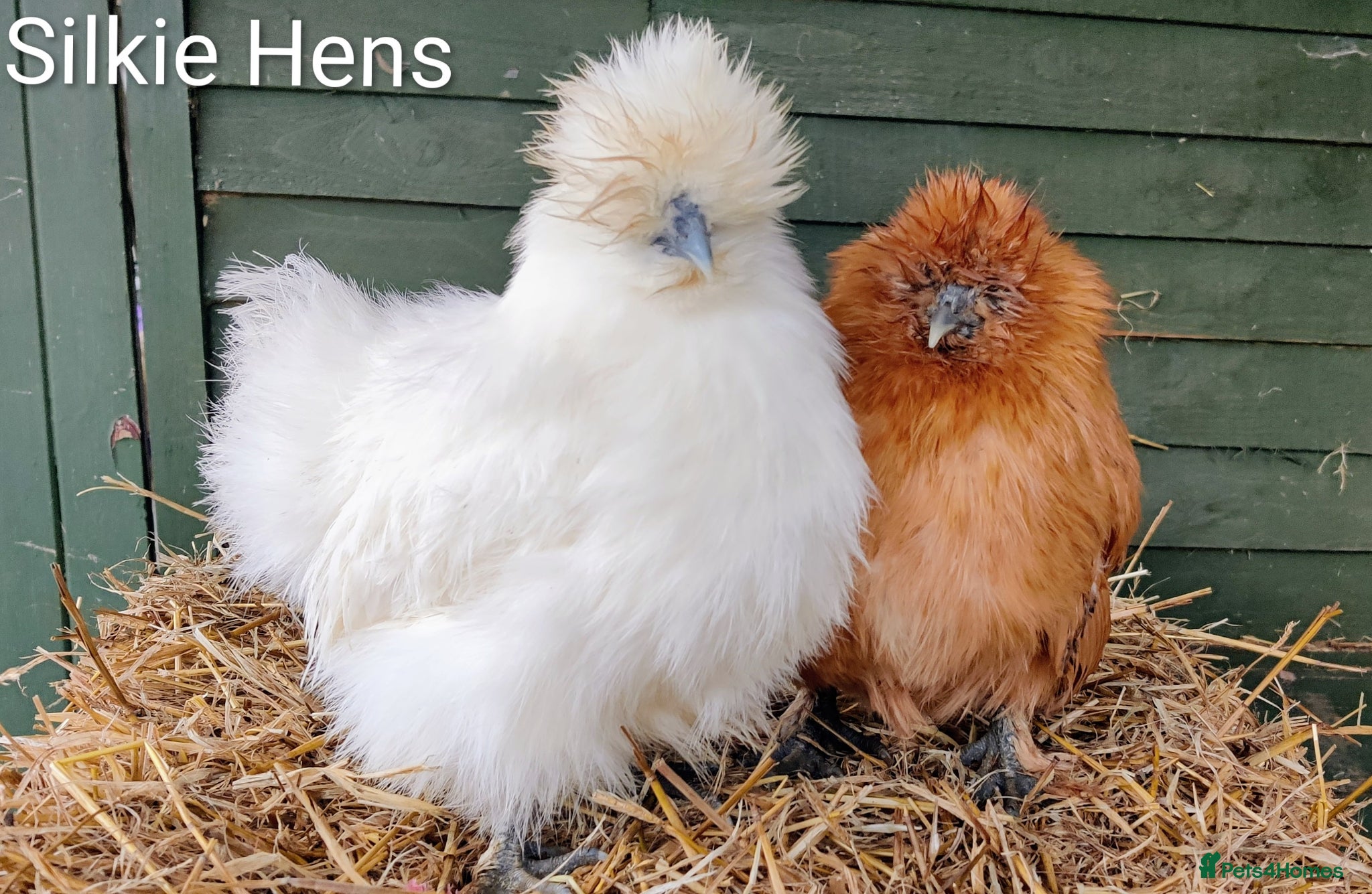 Chickens poultry Bantam Hens  - Advert 2