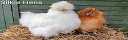 Chickens poultry for sale: Bantam Hens  - Advert 2